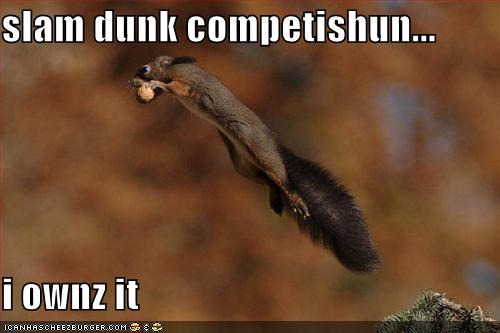 funny squirrels. funny squirrel pictures.